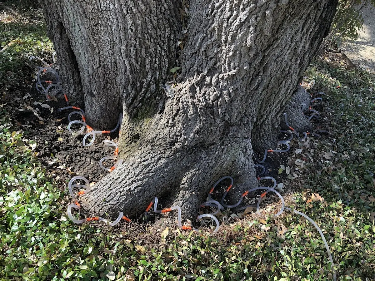 Detailed Tree Cabling and Bracing job site in Porter Ranch