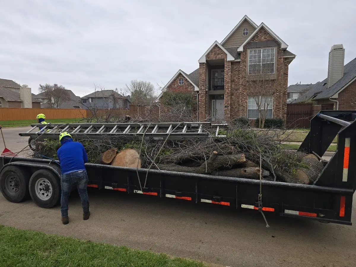 Expert Deadwooding with proper safety equipment in Porter Ranch
